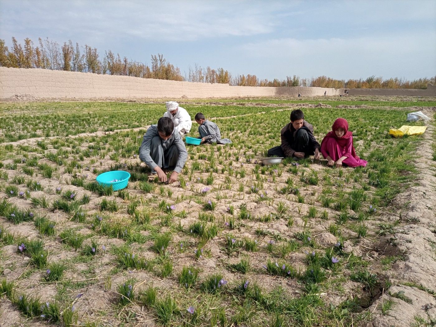 Afghanistan’s Red Gold; High Quality and Global Credibility