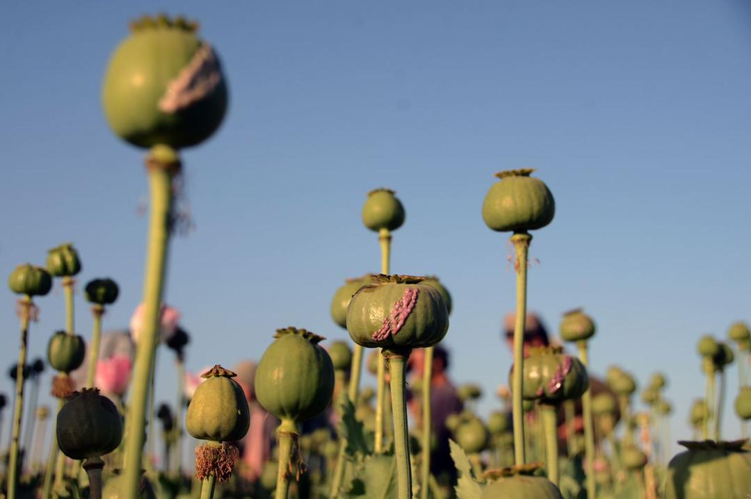 Opium Harvest in Full Swing in Afghanistan’s South