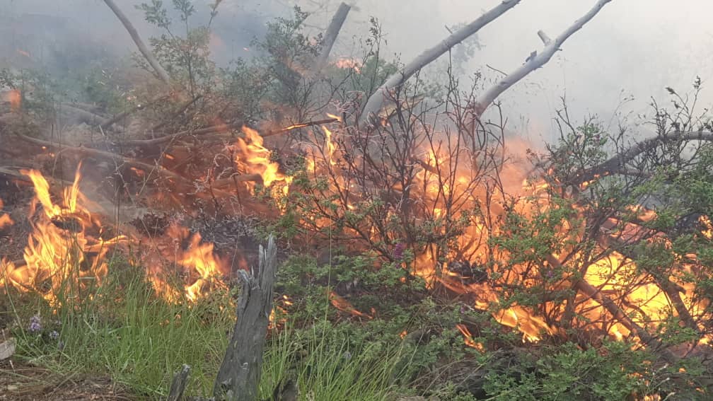 Wildfire in Nuristan Burns Vital Source of Income