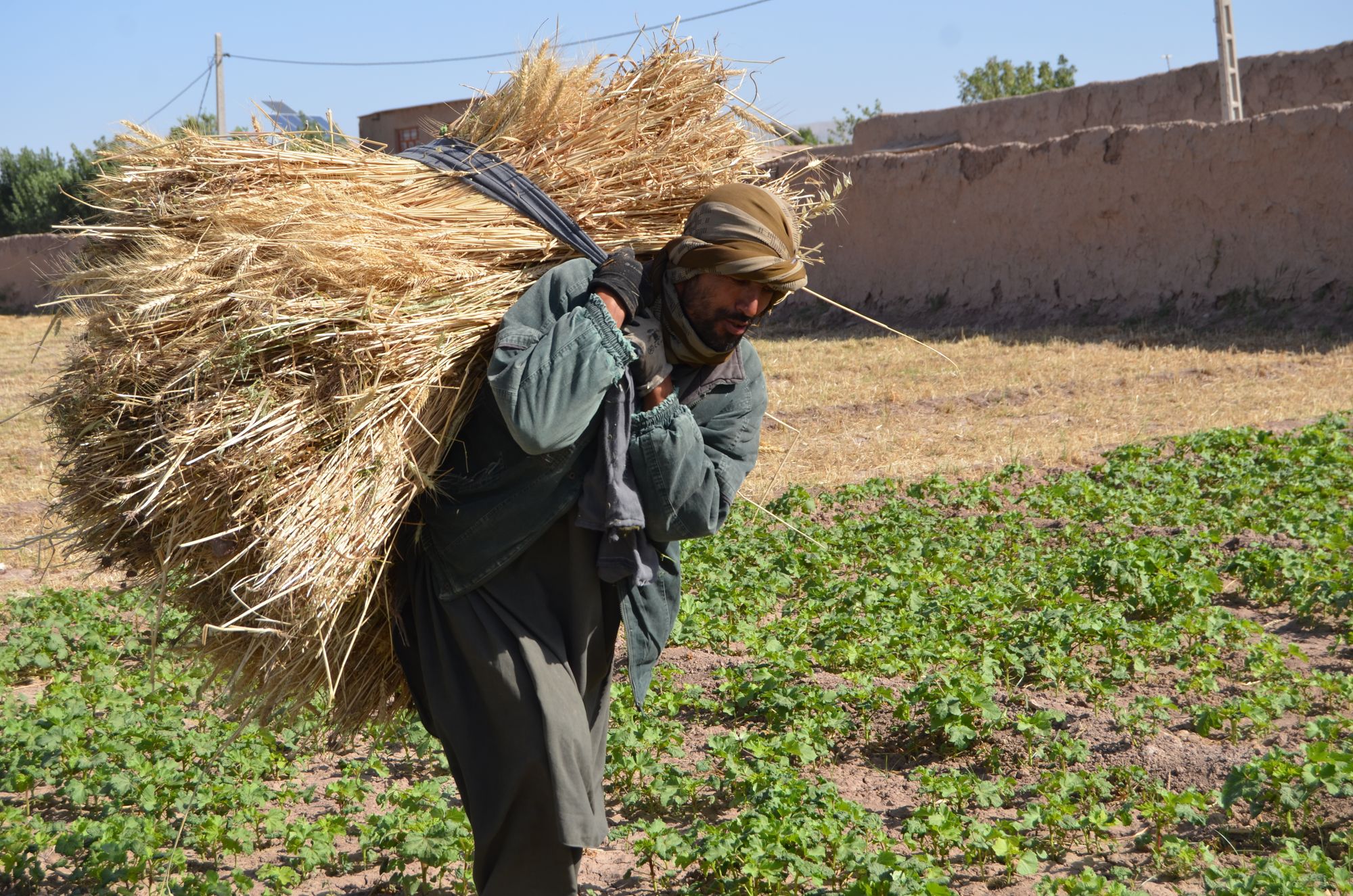 A Farmer's Day