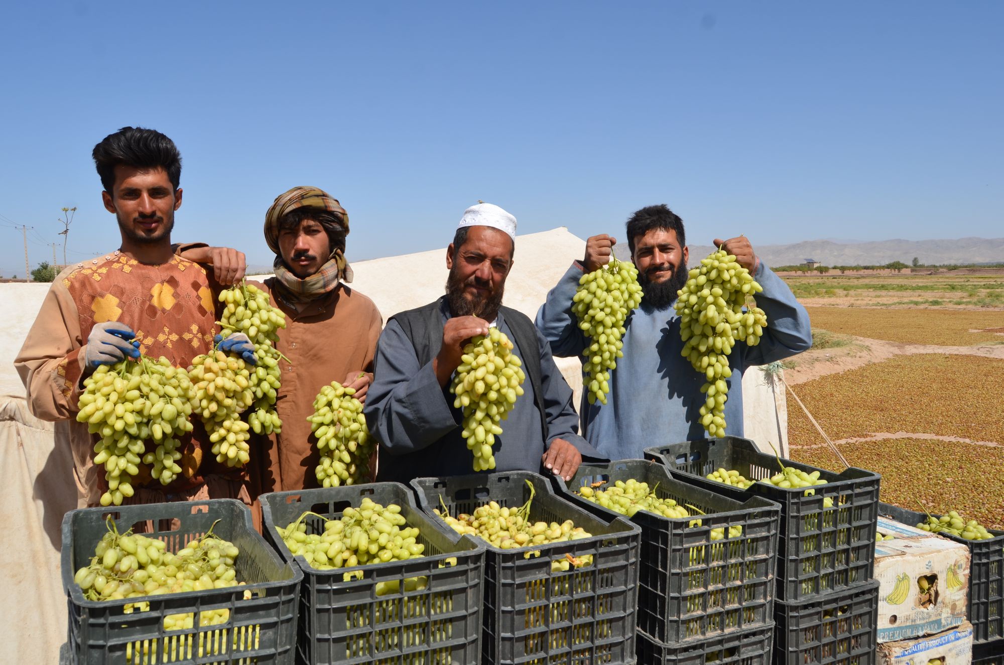 Grapes Feed Families