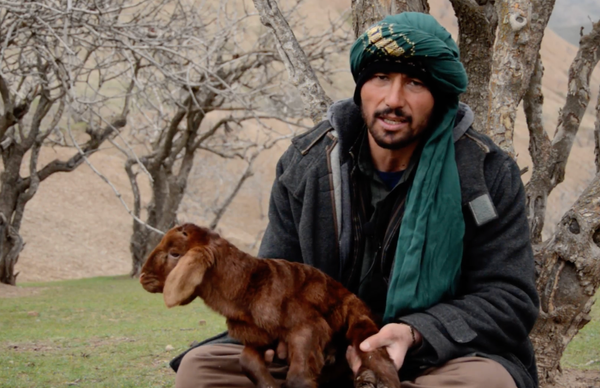 Afghan Shepherd Faces Economic Collapse & Drought