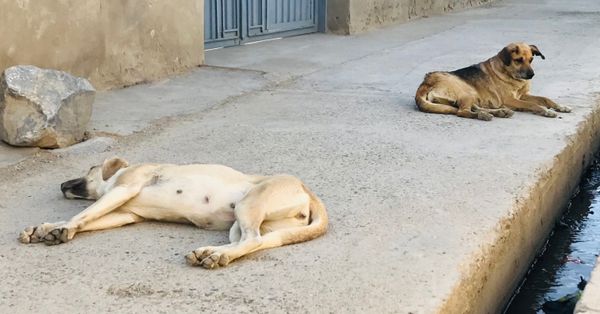 Afghanistan’s Problem With Dogs