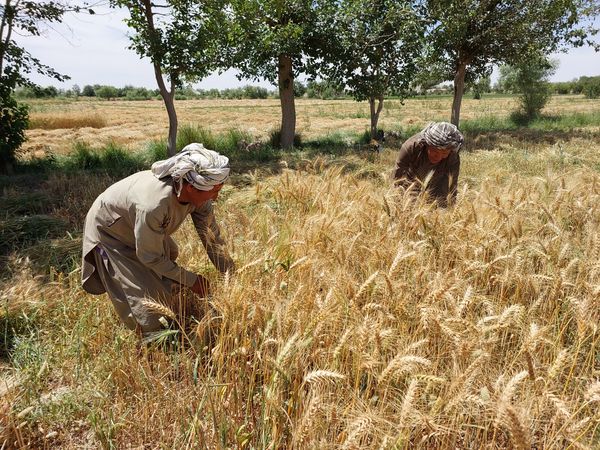 Community of Hazaras Living Among Pashtuns